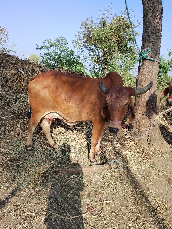 ગાય વેચવાની છે