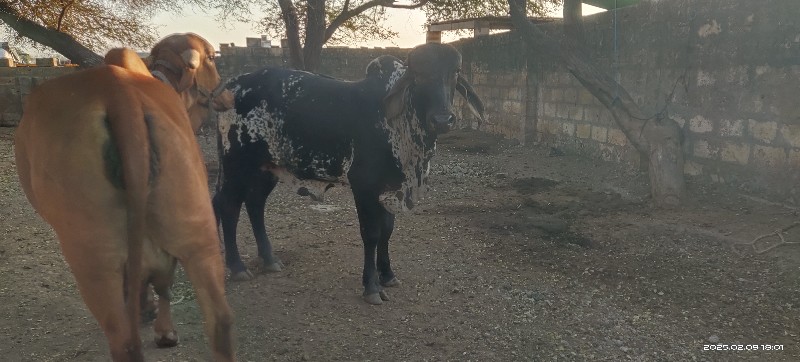 ચાલુ ગીર ખૂંટ આ...