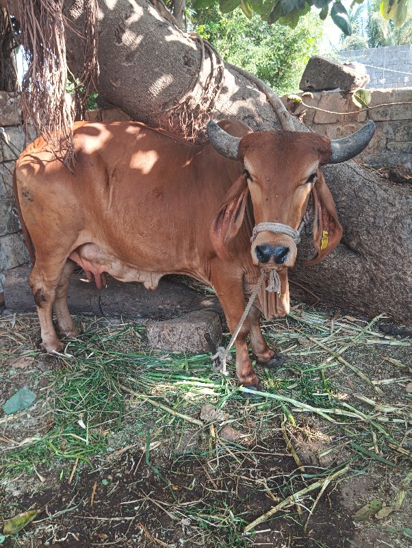 ગાય અને વાછડી...