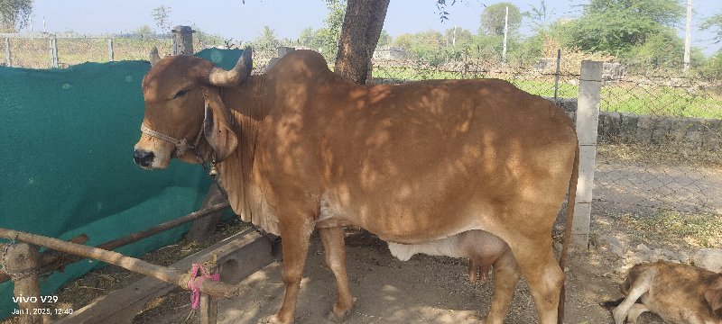 ગાય વેચવાની છે