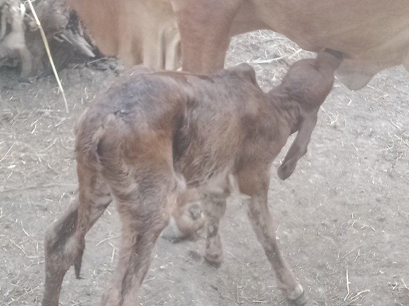 ચોથું વેતર.વીહા...