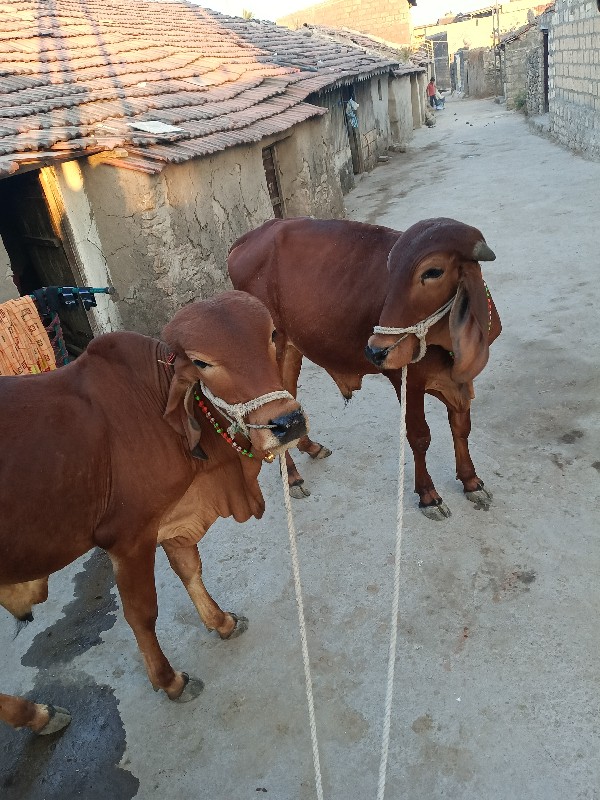 દેશી ગોધલા વેચવ...