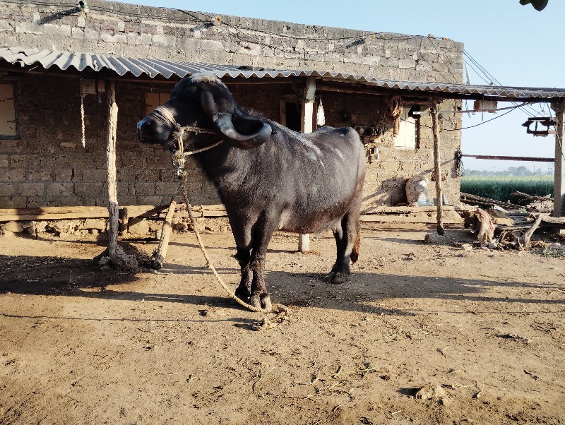 ભેંસ વેચવાની છે