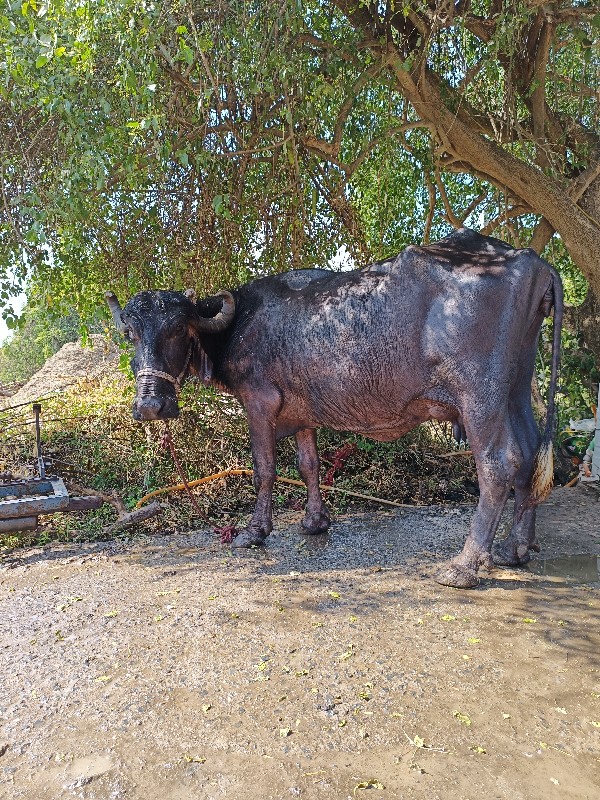 ભેંશ વેસવાની છે