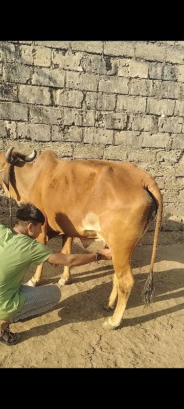 ગાય વેચવાની હોડ...