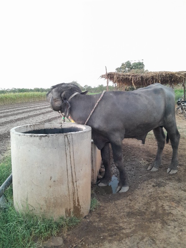 પાડો