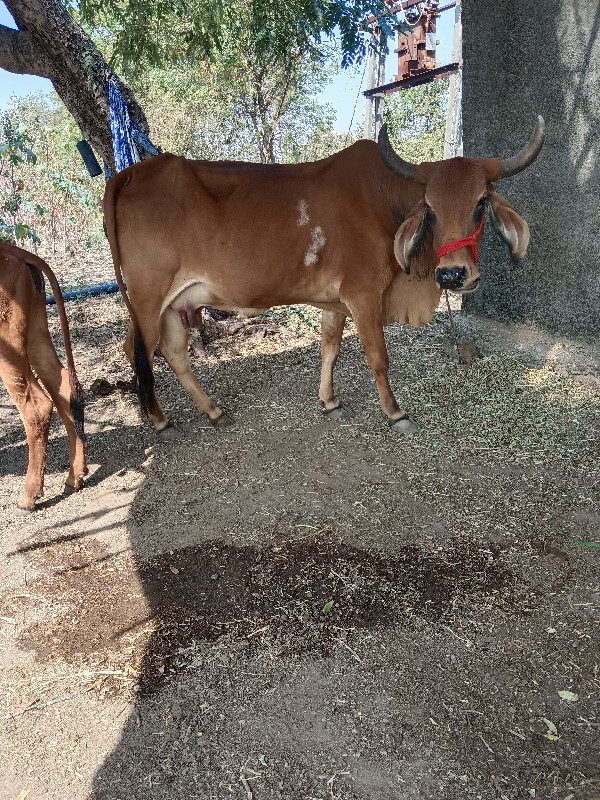 ગાય વેચાણ છે