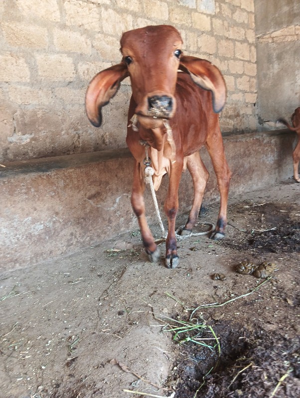 વાસડીયુ  વેચવાન...