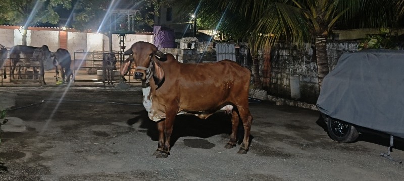 100,% ગીર ગાય વ...