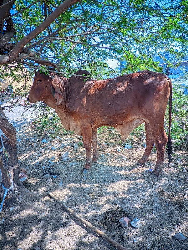 bull વેસવાનો સે