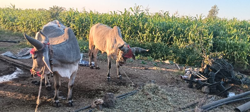 ઘોઘલા