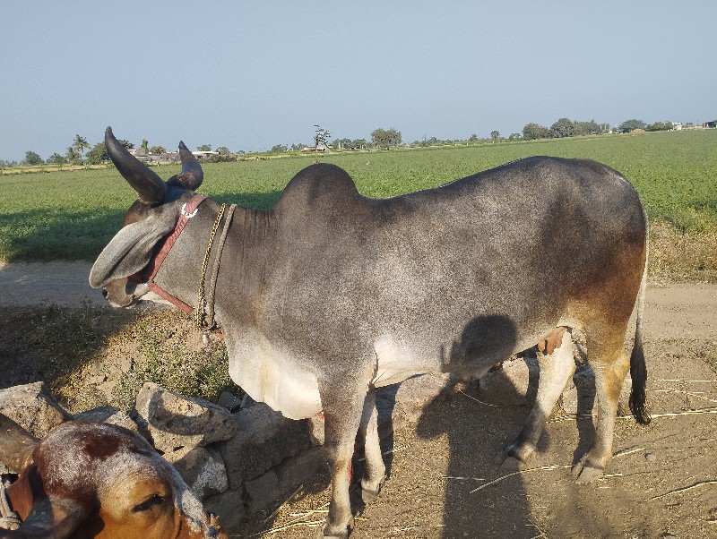 ગાય  વેચવાની છે