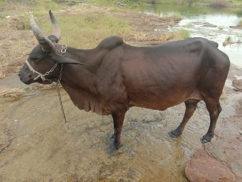 કાળી ગાય વેચવાન...