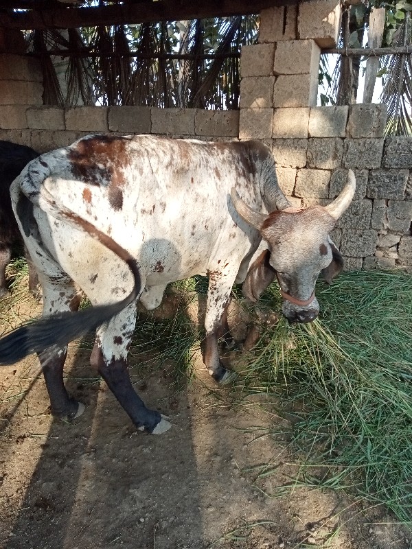 ગાય વેસવાનિ છે