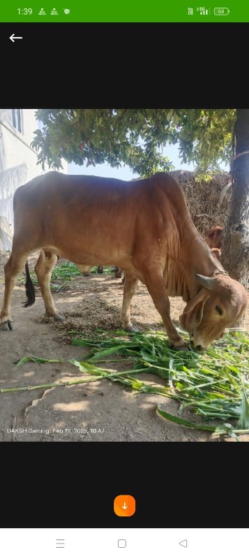 હોડકીવેસવાનિછે