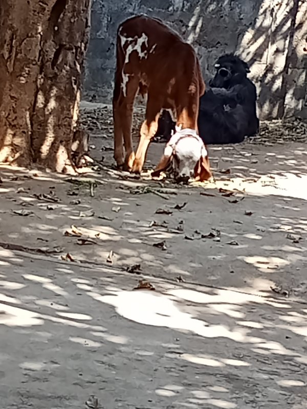 વાશડો મેમરી નો...