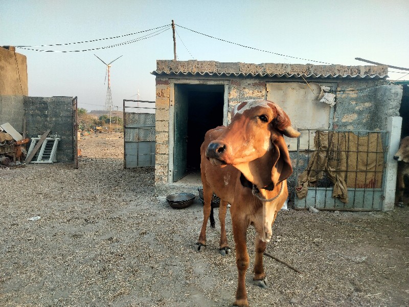 ગીર વાછડી વેચવા...