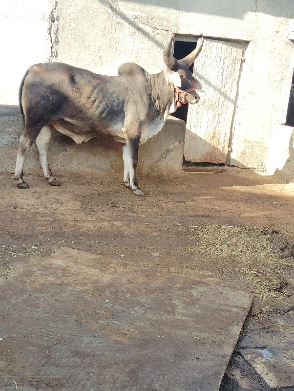 બરધ વેચવા ના સે