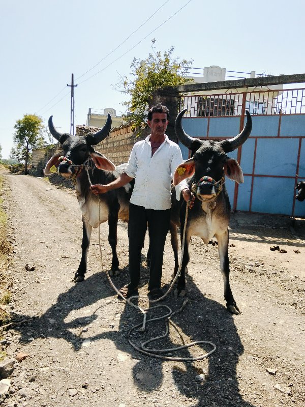 વાસડા વેચવાના છ...