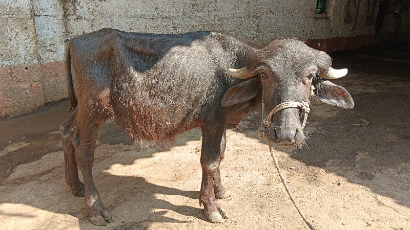 પાડો વેંચવાનો છ...