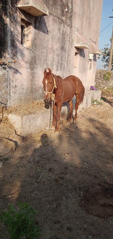 ઘોડી વેચવાની છે