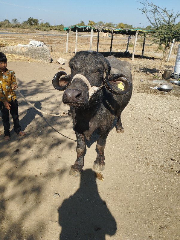 બેખડેલાવેચંવાના