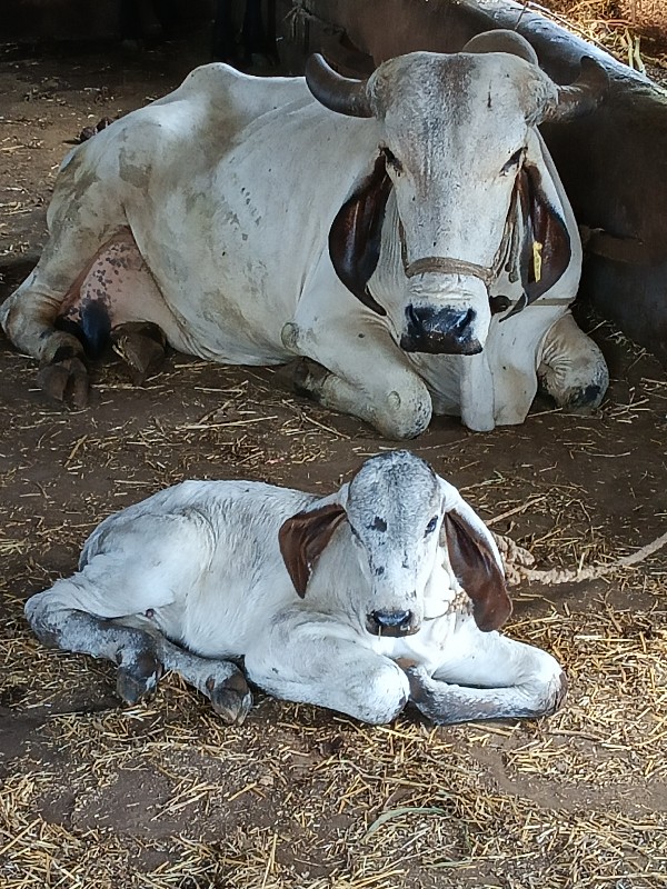 લીલડી ગાય વેચવા...