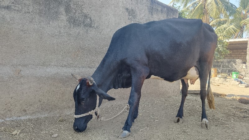 ગાય વેચવાની છે.