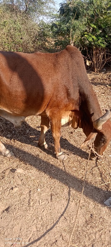 બડદ વેચવાનો સે.