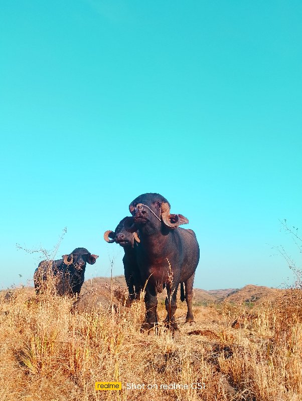 પાડો વેચવાનો છે