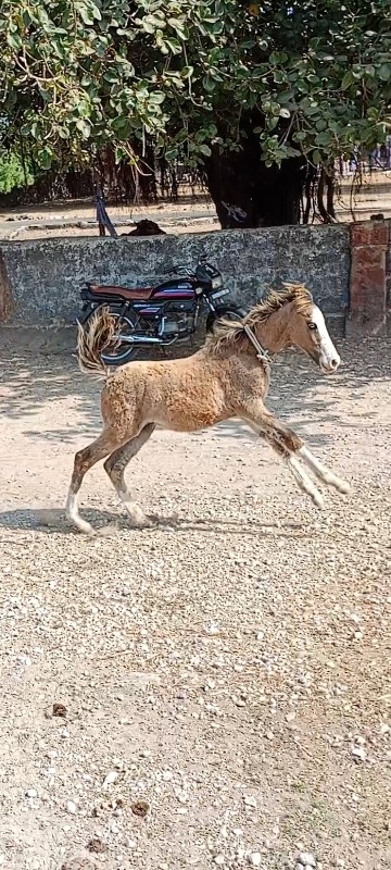 પ્યૉર કાઠિયાવાડ...