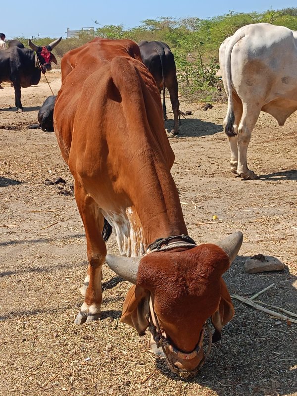 હાથી ગાડામાં બધ...