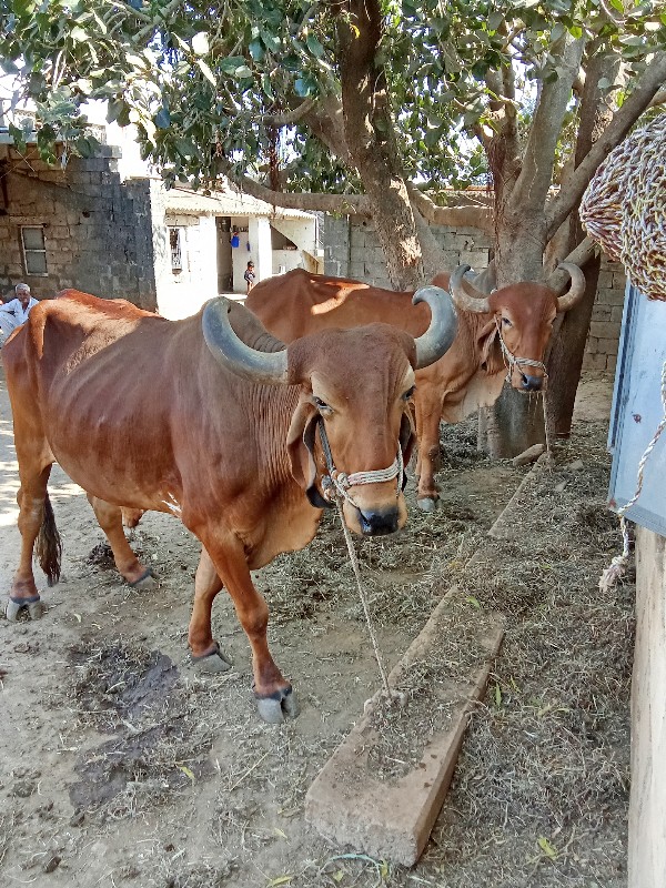 બળદ વેસવાં ના સ...