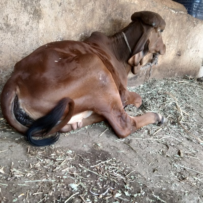 વાછડી દેવાની છે