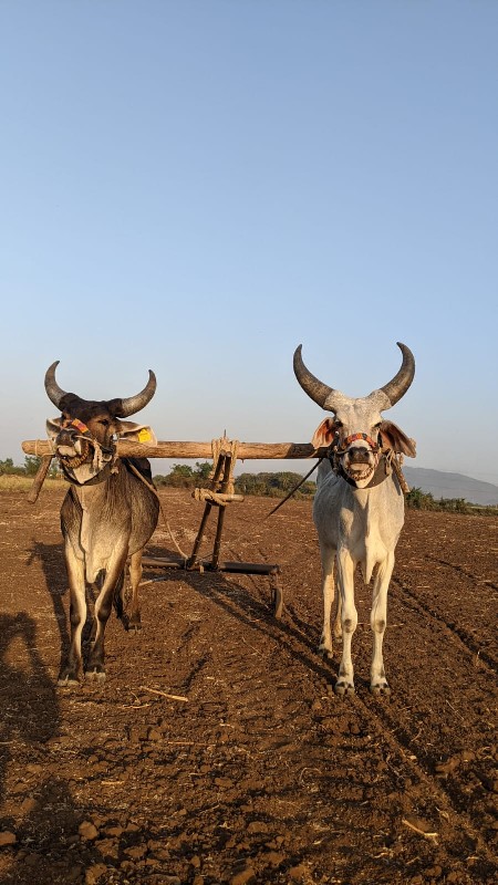 ગોઢલા વેચવાના છ...