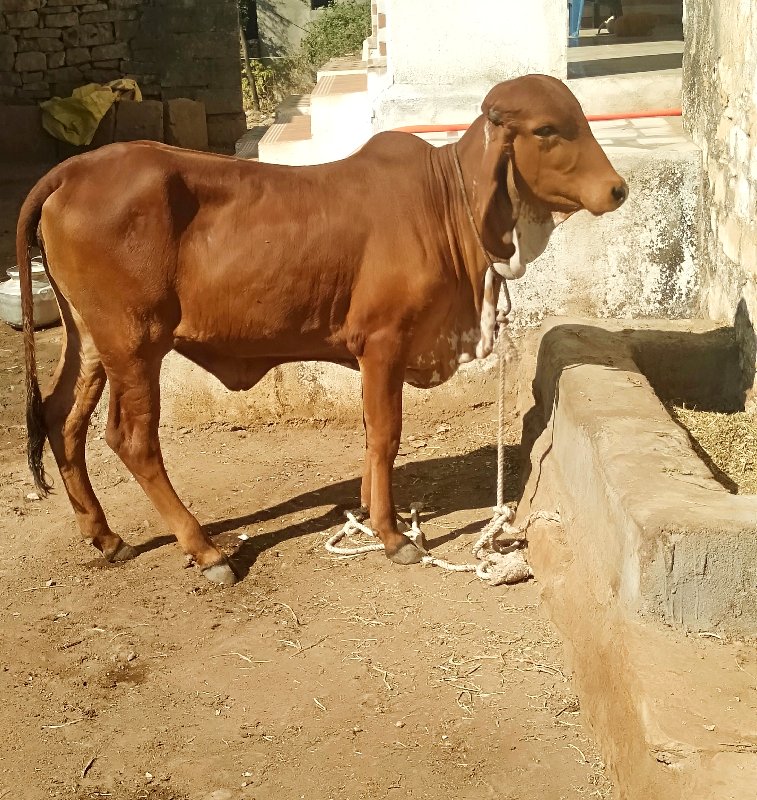 ઑરીજનલ ગીર વાછડ...