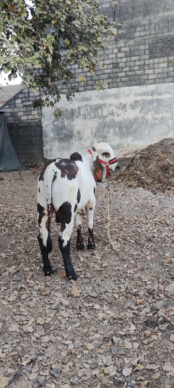 ગીર ખુટ