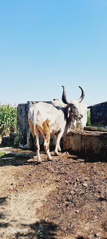 બળધ વેચવા ના છે