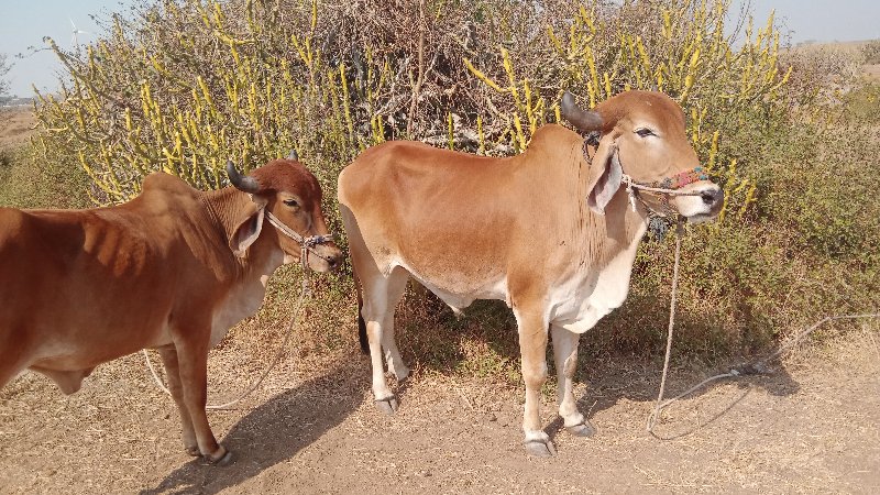 ગોધલા. વેચવા ના...