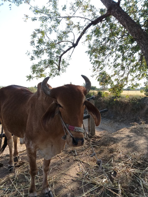 એક વાવણીનો