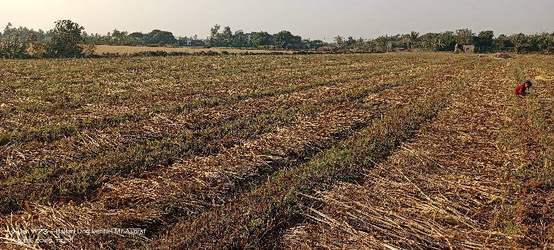 બાજરીનો ચારો વે...