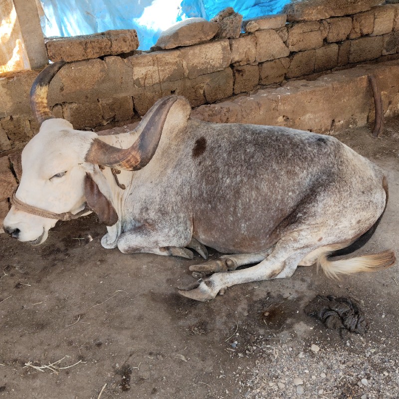 ગાય વેચવાની છે