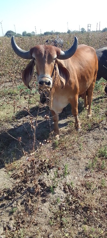 આ ગાય વેચવા ની...