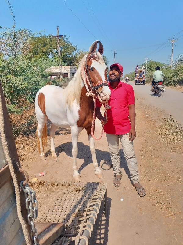 ઘોડી વેચવાની સે