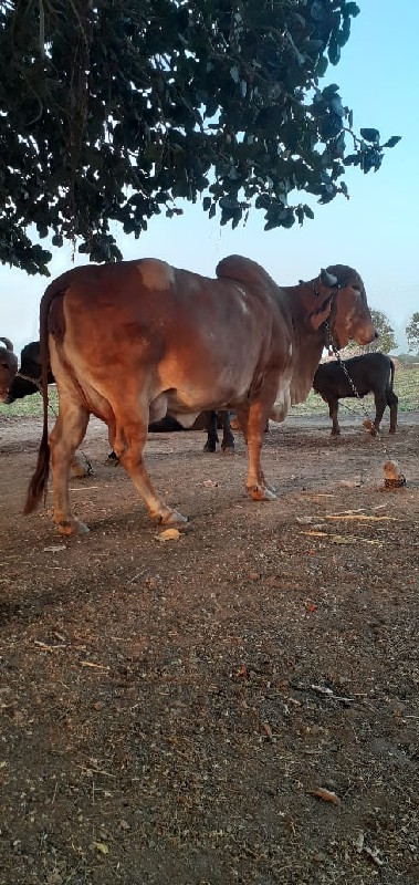 સુવૅણ કપિલા ગીર...