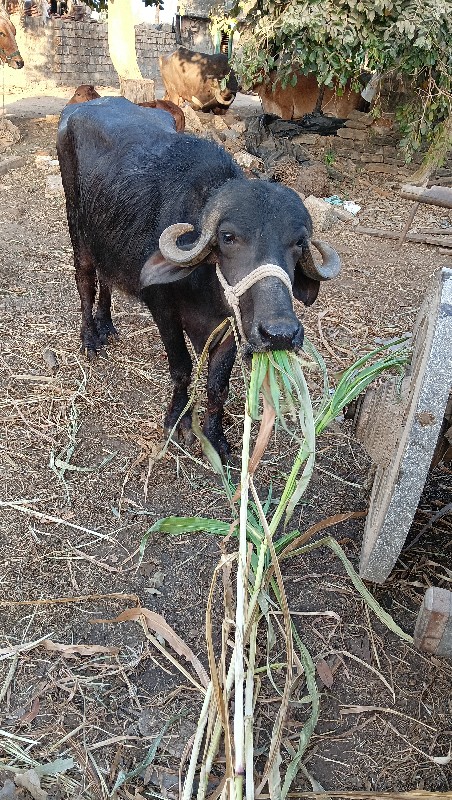 ખડેલી વેચવાની છ...