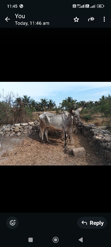 બળદ વેસવાના સે