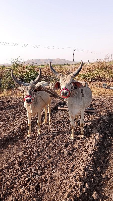 ગાડે હાલતા છે