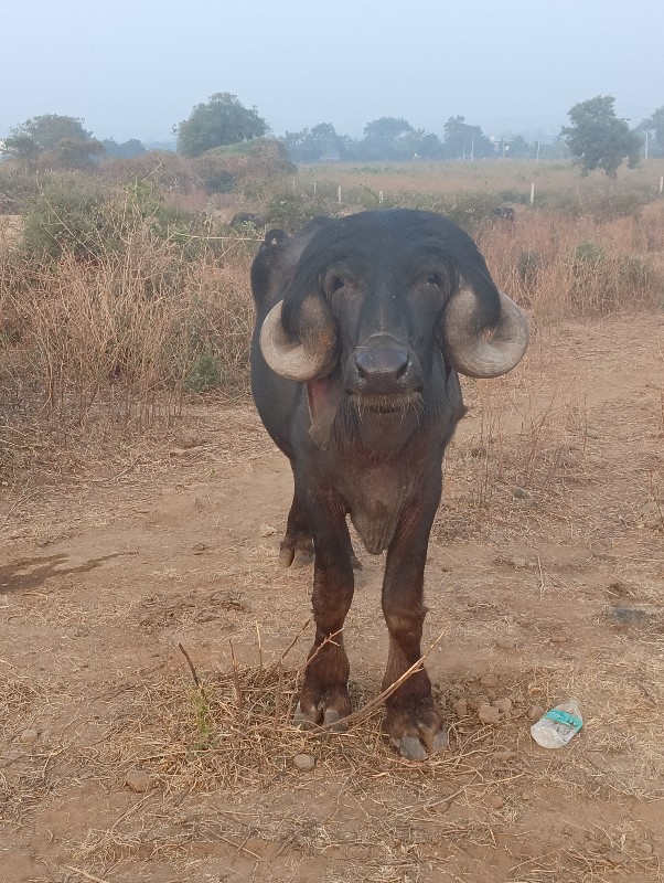 પાડો છે