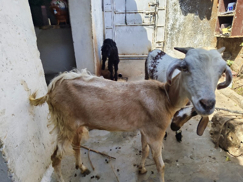 3 bakri patiri